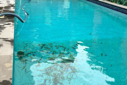 pool maintenance Elwood